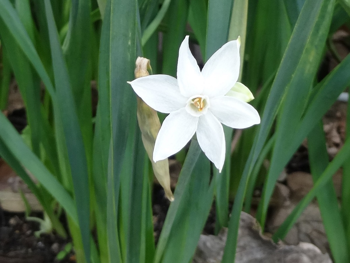 Narcissus papyraceus (Amaryllidaceae)